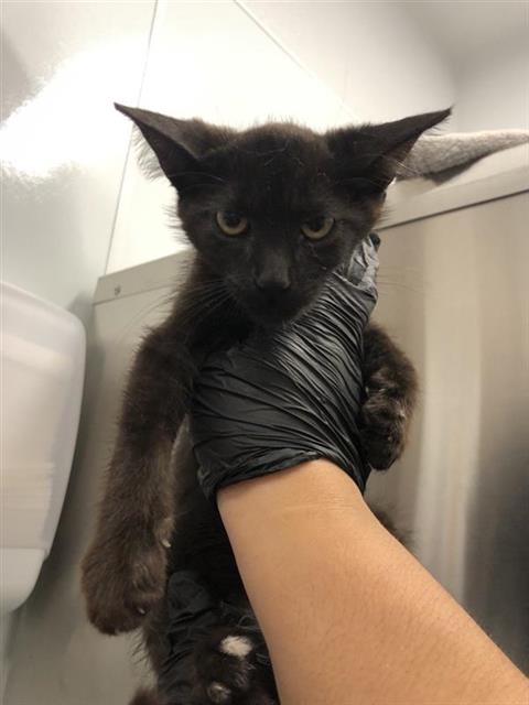 Adoptable Cat