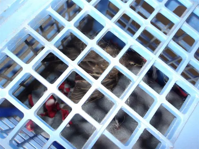 Adoptable Bird