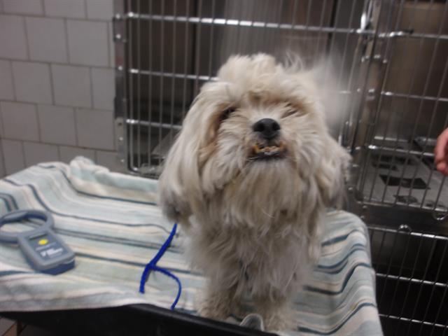 Adoptable Dog