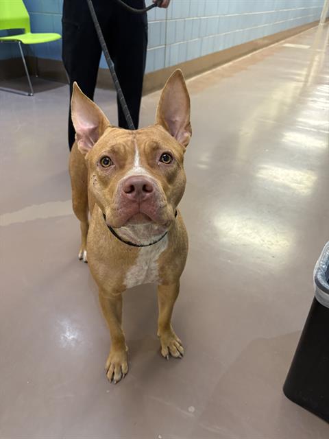 Adoptable Dog