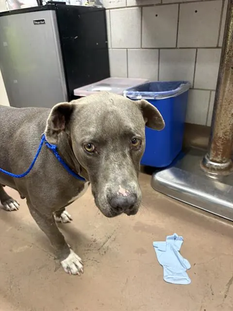Adoptable Dog