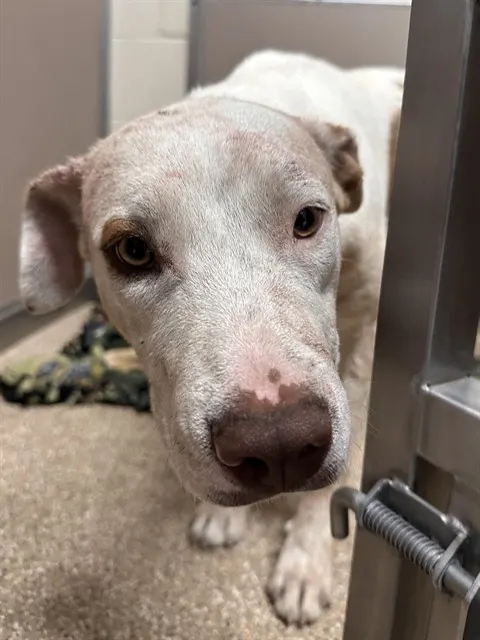 Piper
