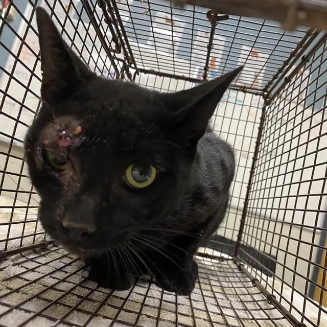 Adoptable Cat