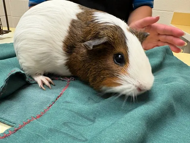 Winnie