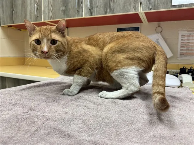 Adoptable Cat