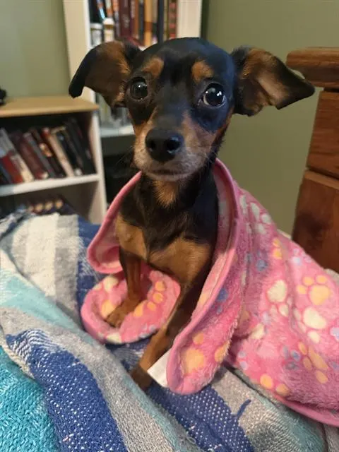 Penny