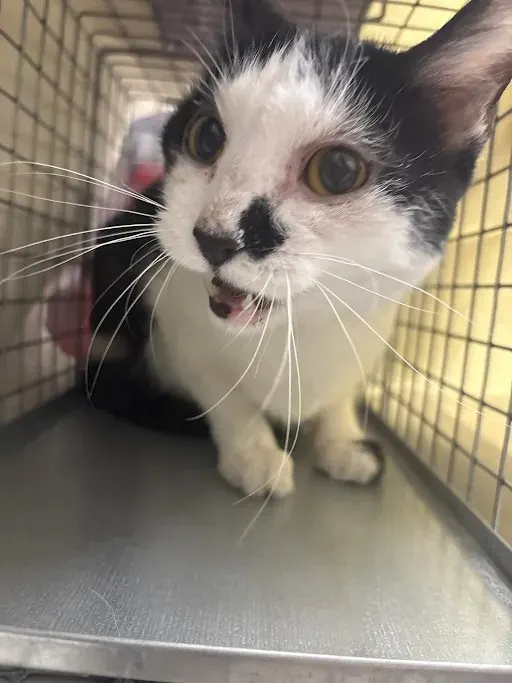 Oreo