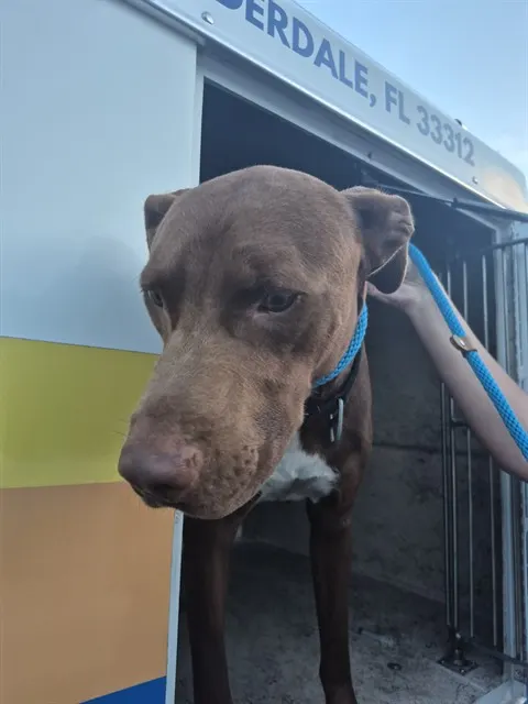 Adoptable Dog
