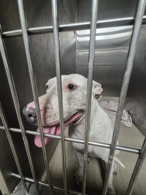 Adoptable Dog