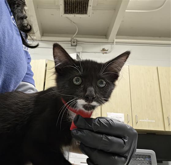 Adoptable Cat