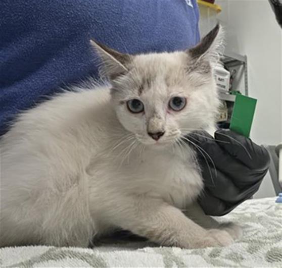 Adoptable Cat