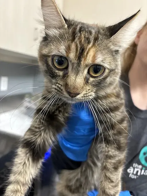 Meeko