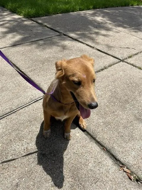 Adoptable Dog
