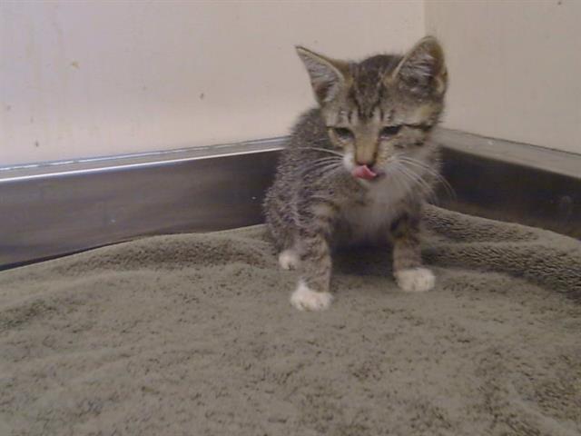 Adoptable Cat