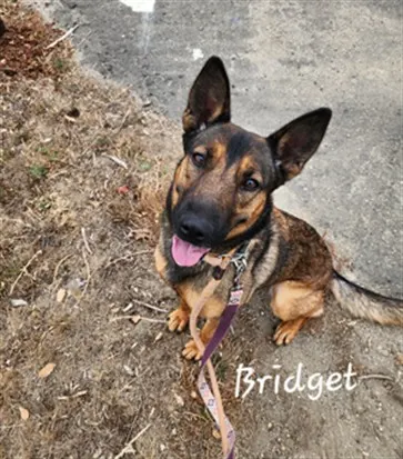 Bridgette