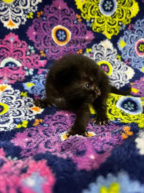 Echo (Rescue Only