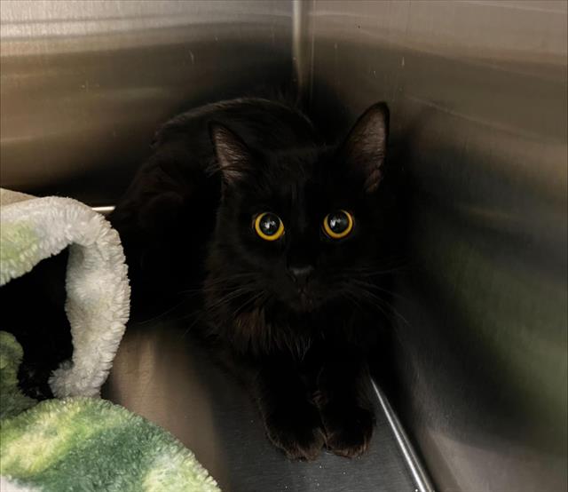 Panther (Rescue Only