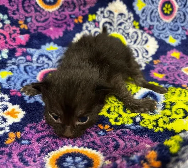 Cleocatra (Rescue Only