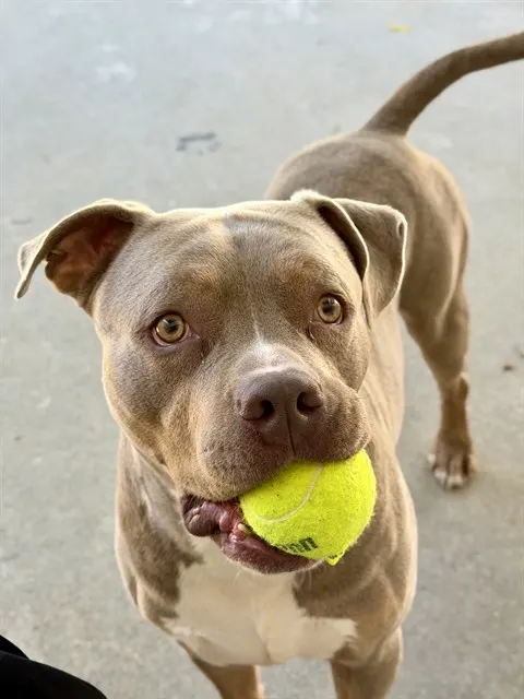 Enzo