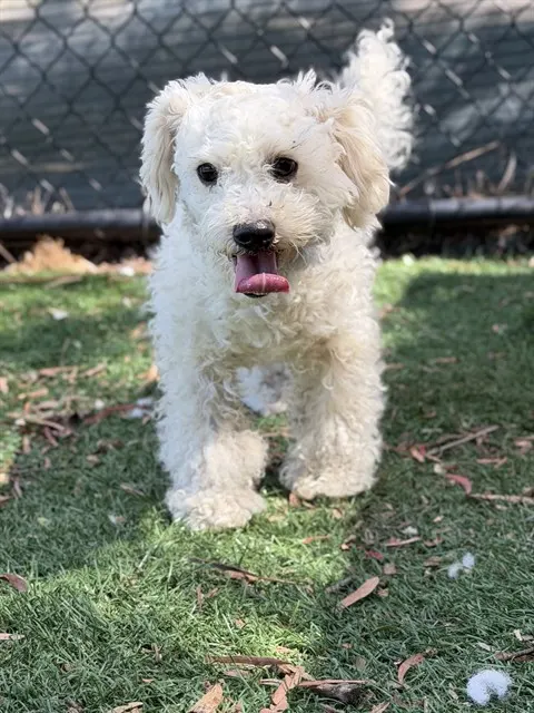 Adoptable Dog
