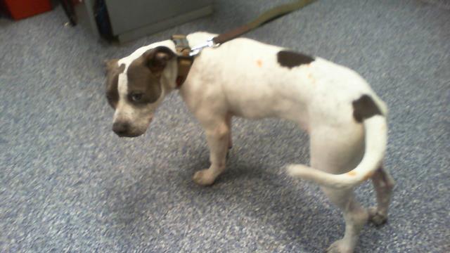 Adoptable Dog