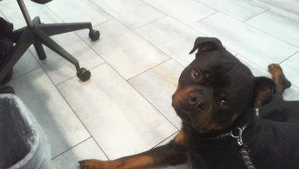Tucker