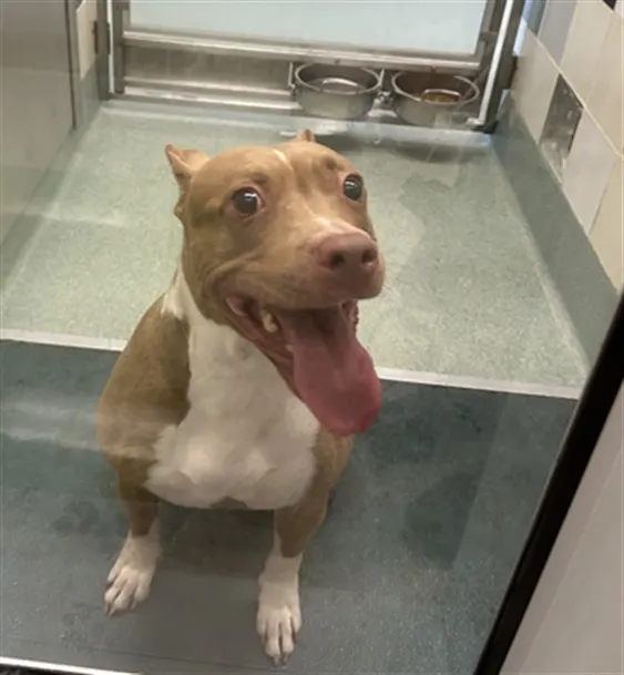 Adoptable Dog