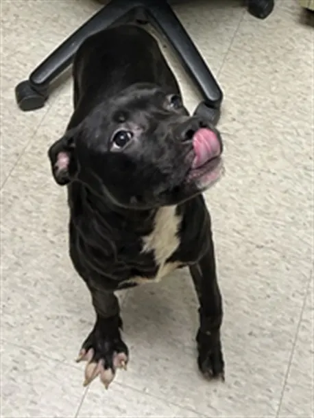 Adoptable Dog