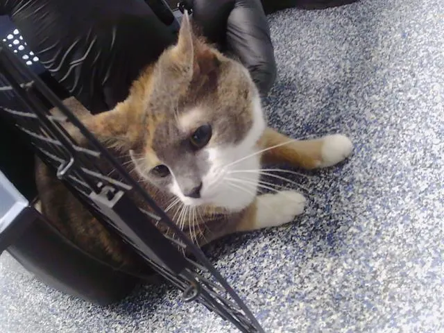 Adoptable Cat