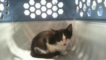 Adoptable Cat