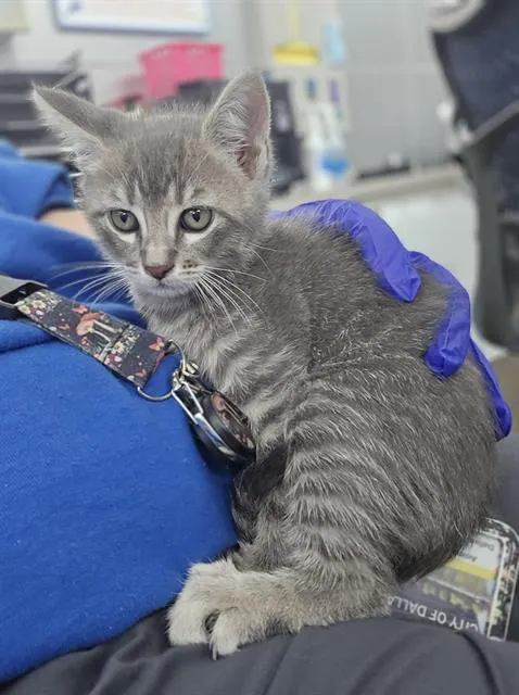Meowth