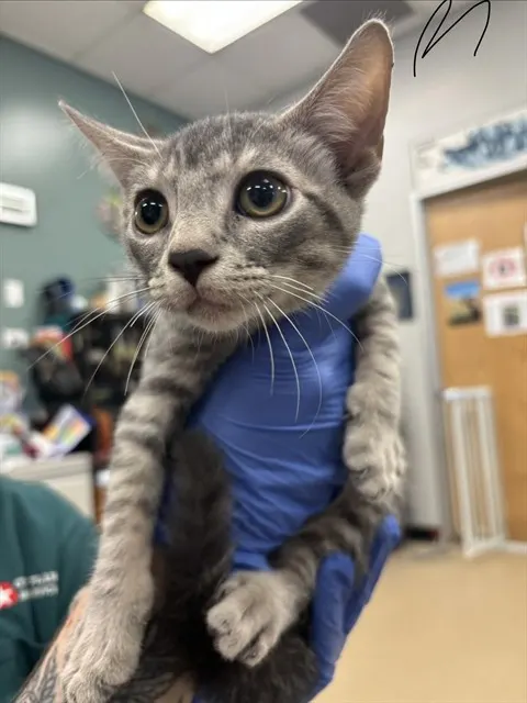 Adoptable Cat
