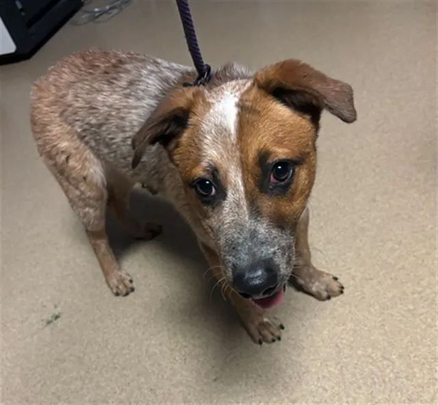 Adoptable Dog