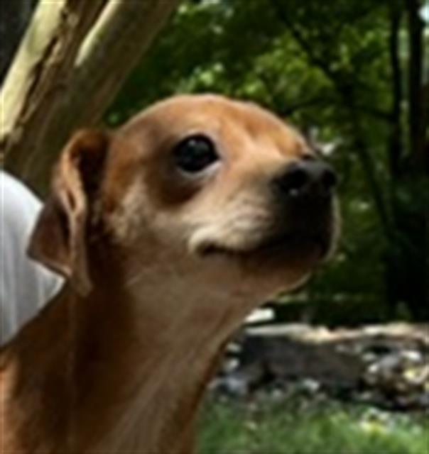Sticky Rice