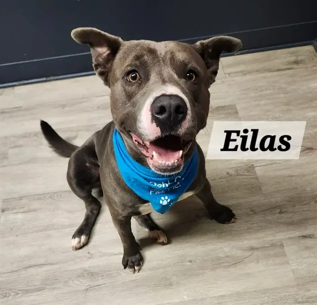 Elias