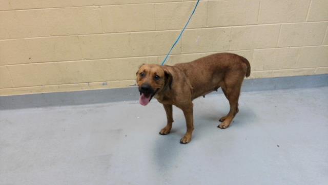 Adoptable Dog