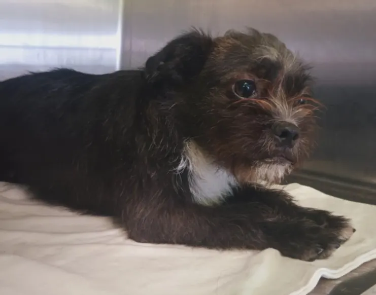 Adoptable Dog