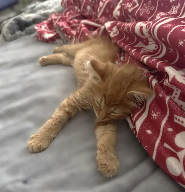 Milo