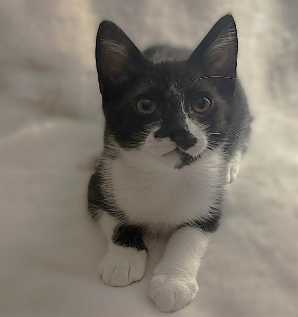 Remy