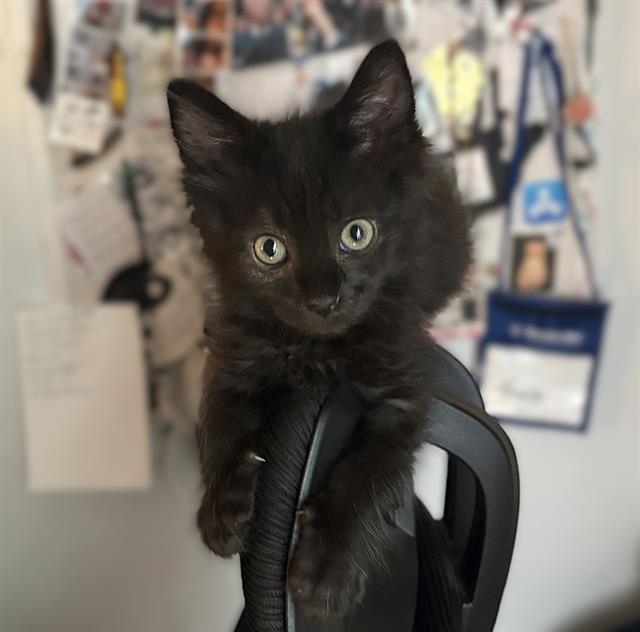 Gus