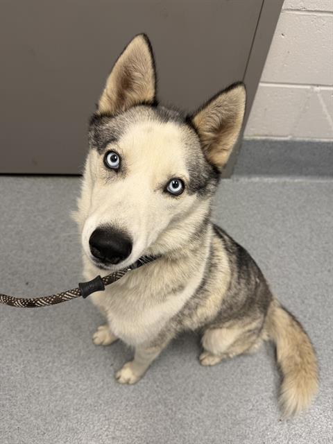 Nova