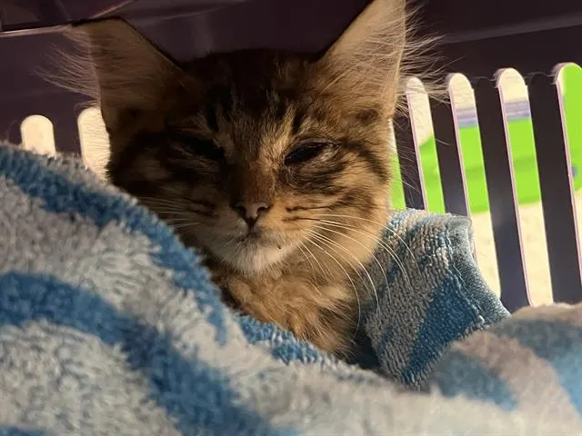 Adoptable Cat
