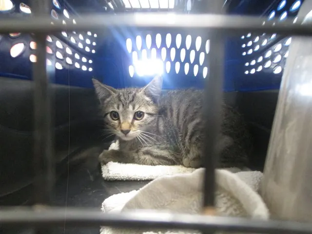 Adoptable Cat