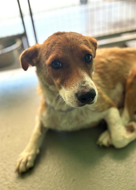 Adoptable Dog