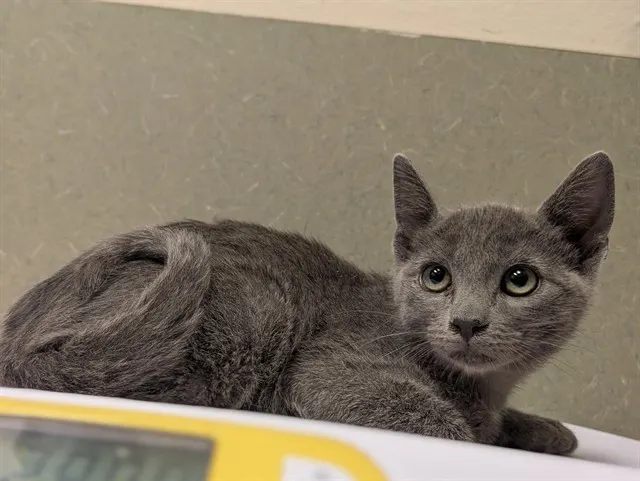 Adoptable Cat