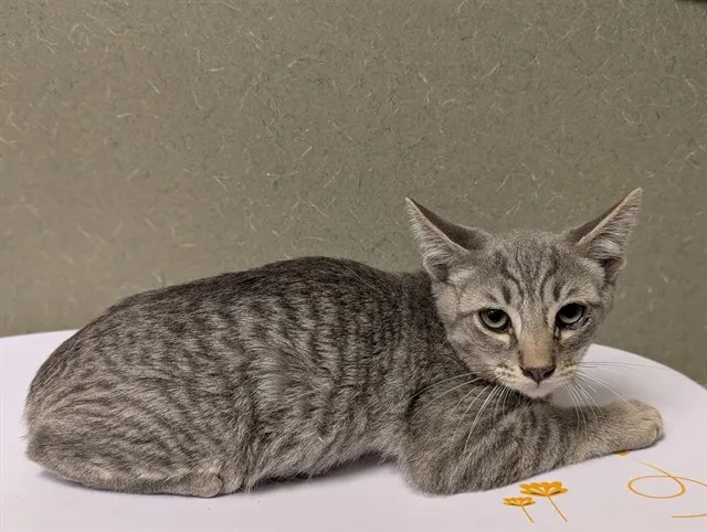 Adoptable Cat