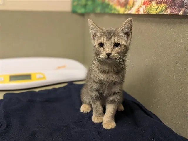 Adoptable Cat