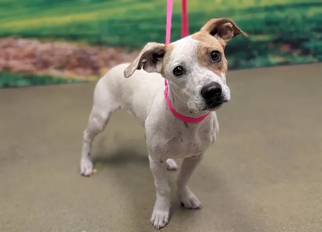 Adoptable Dog