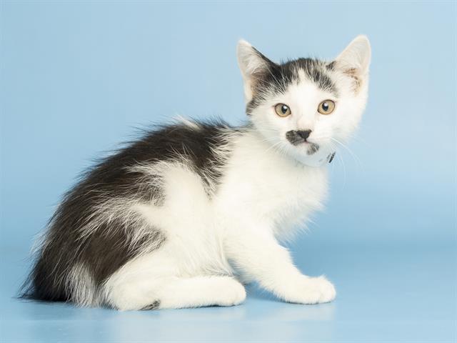 Smudge