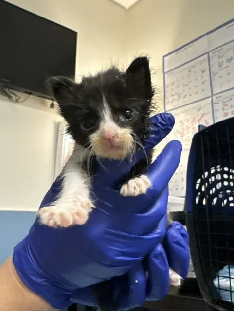 Tiny